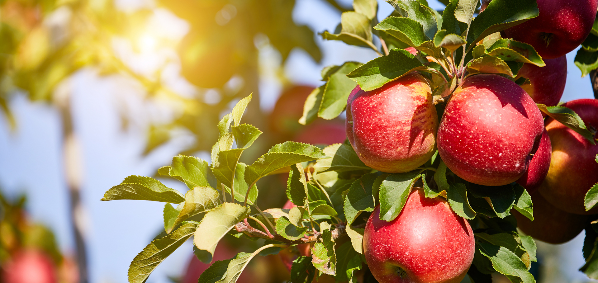Apple Orchard Apple Orchard