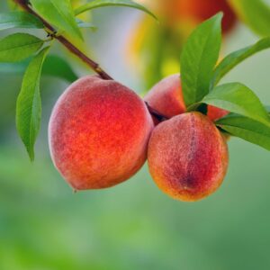 Fresh Red Haven Peach - Bell's Orchard, Beaverton, OR