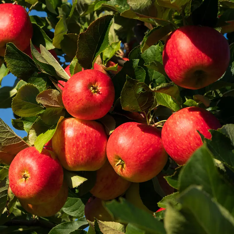 Fresh peaches, apples, pears, fruit, local Beaverton u-pick