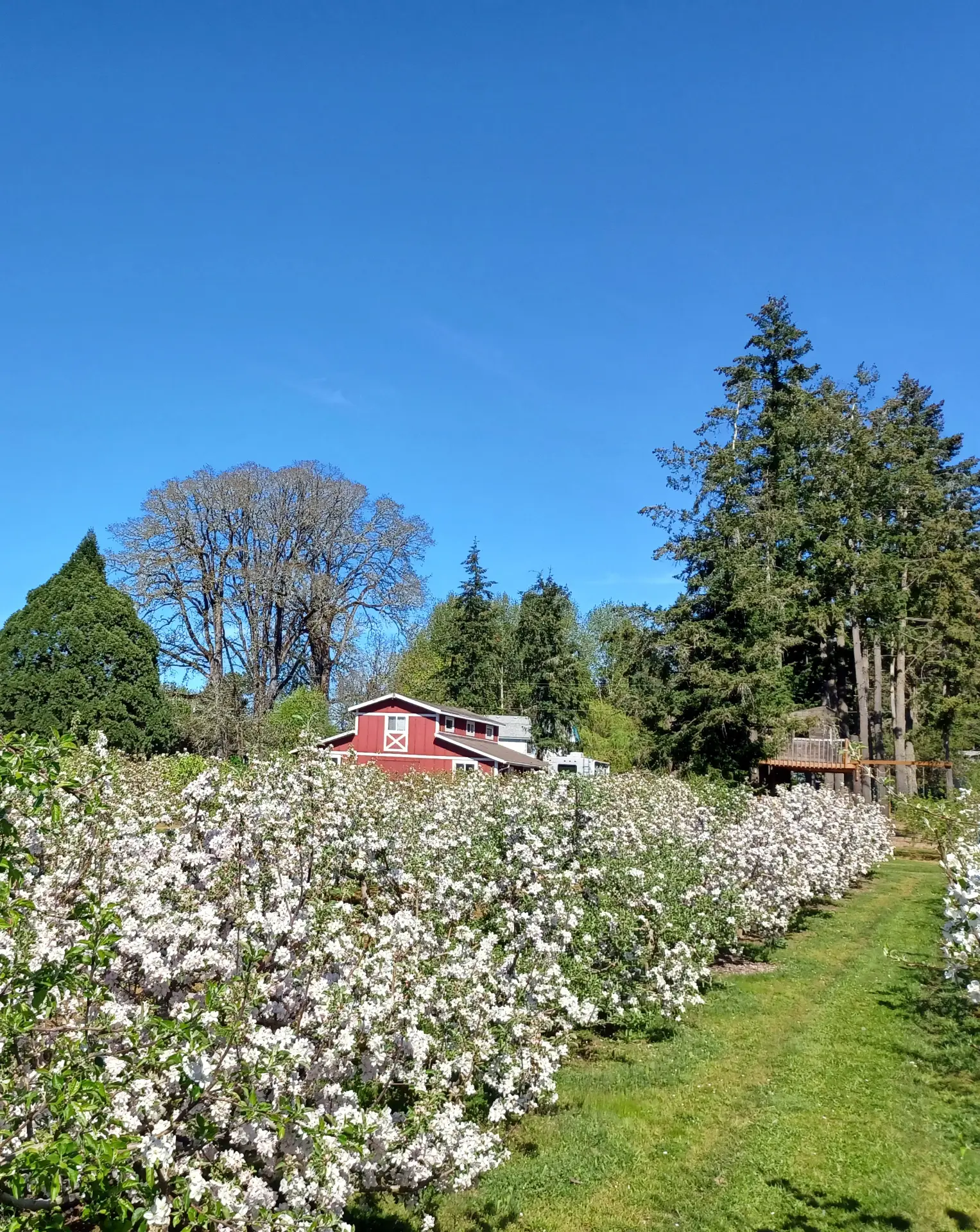 Fresh peaches, apples, pears, fruit, local Beaverton u-pick